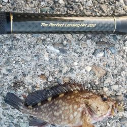 根魚探し@泉大津