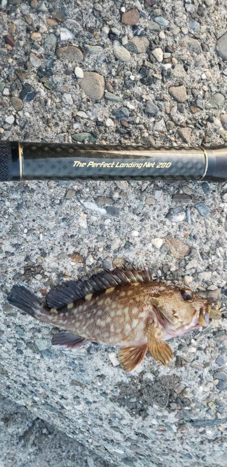 根魚探し@泉大津