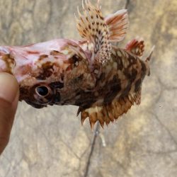 アジを探しに@広川周辺