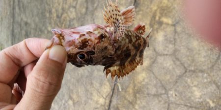 アジを探しに@広川周辺