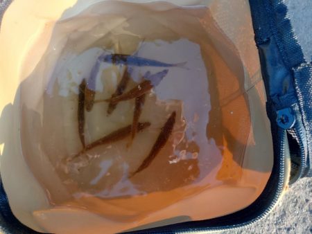 飲ませ＆ショアジギ