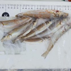 室津のキス釣り