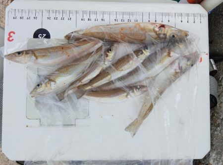 室津のキス釣り