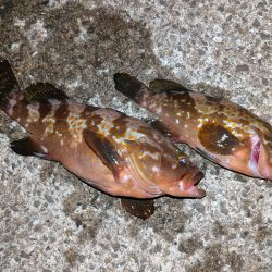 久しぶりのアコウ