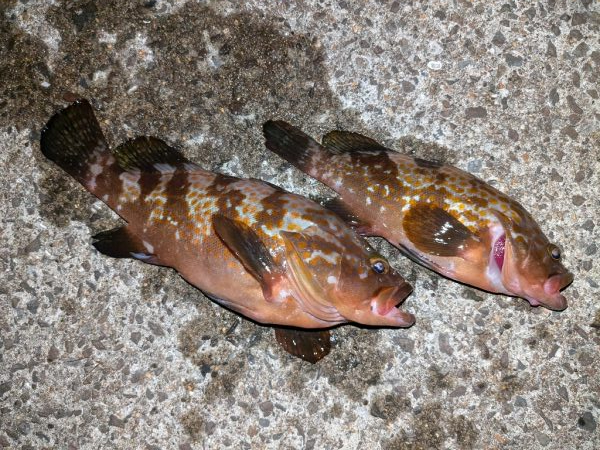 久しぶりのアコウ