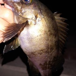 電気ウキ釣り 5