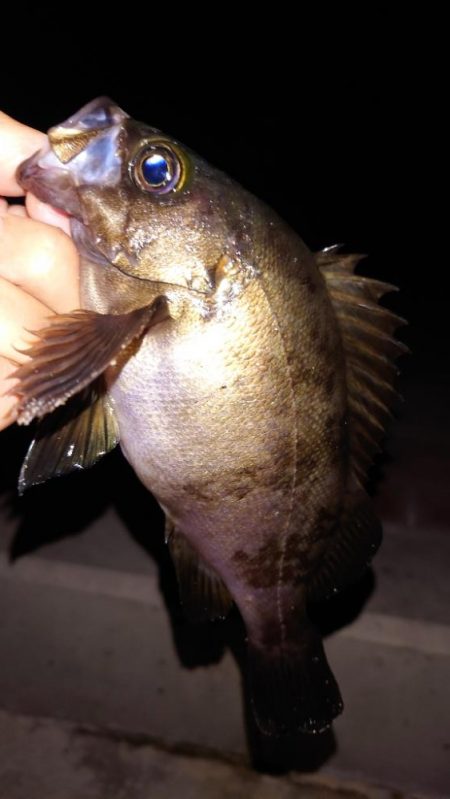 電気ウキ釣り 5