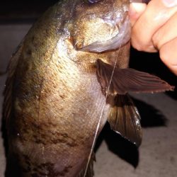 電気ウキ釣り 6