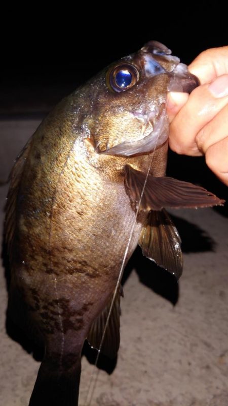 電気ウキ釣り 6