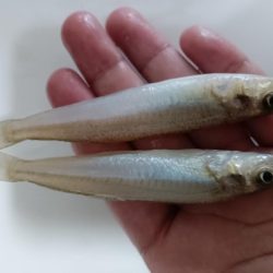 ちょい投げ淡路西側