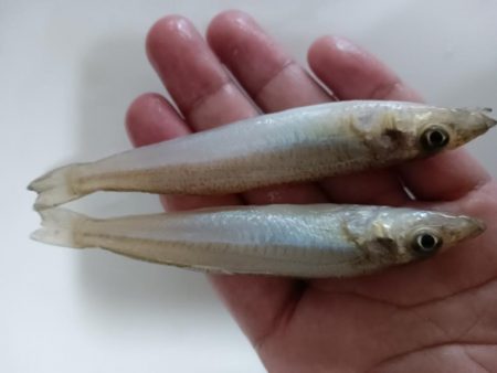 ちょい投げ淡路西側