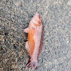 雨降りの中ロックフィッシュ