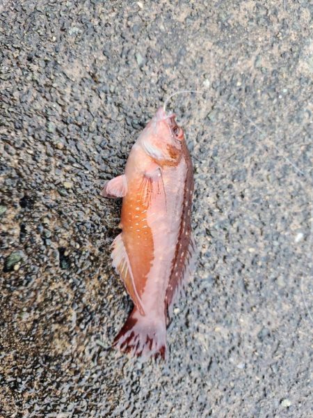 雨降りの中ロックフィッシュ