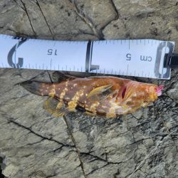 ロックフィッシュ三昧