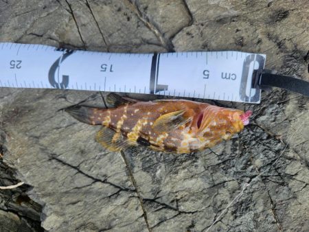 ロックフィッシュ三昧