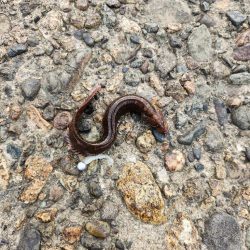 続•ロックフィッシュ