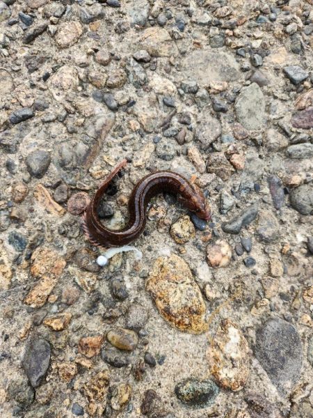 続•ロックフィッシュ