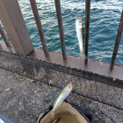 シーズン2回目の豆アジ釣り