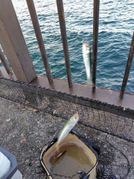 シーズン2回目の豆アジ釣り