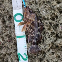 ロックフィッシュは面白い