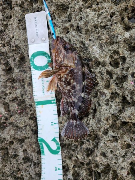 ロックフィッシュは面白い