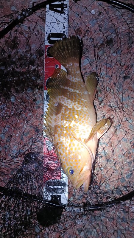 イカ釣りの筈が…