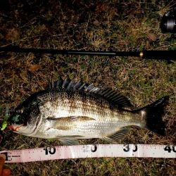久しぶりの貴重なチヌ1尾