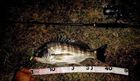 久しぶりの貴重なチヌ1尾