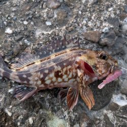 メバル、旅に出る