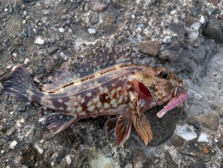 メバル、旅に出る