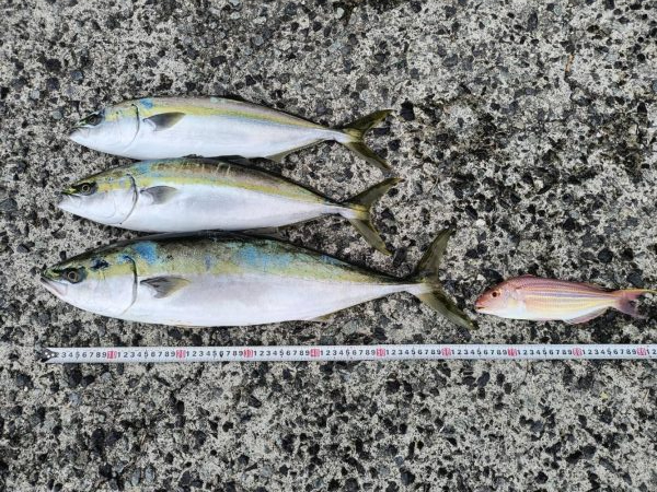 サップジギング