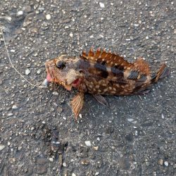 ハゼのちガシラ