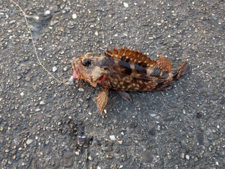 ハゼのちガシラ