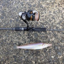 キスの数釣り始まりました