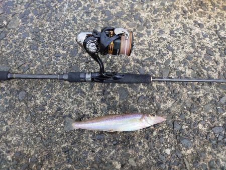 キスの数釣り始まりました