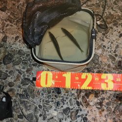 シーバス釣れないのでアジング