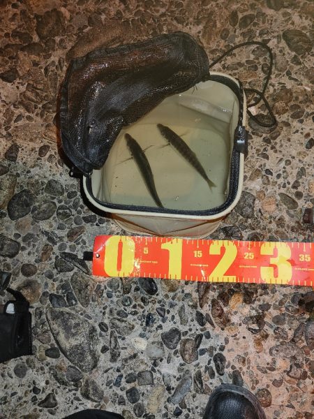 シーバス釣れないのでアジング