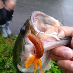 ファットイカで1本