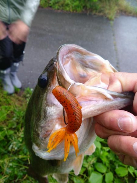 ファットイカで1本