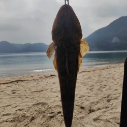 キス釣りから泳がせ