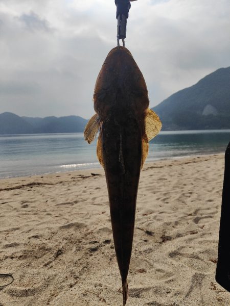 キス釣りから泳がせ