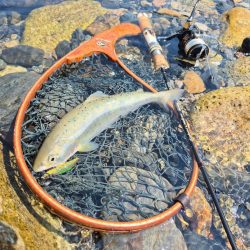 先週ヤマメアマゴ好調やったから川へ