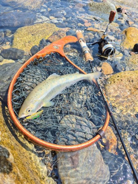 先週ヤマメアマゴ好調やったから川へ