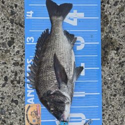 初ポイントにてふかせ釣り