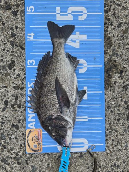 初ポイントにてふかせ釣り