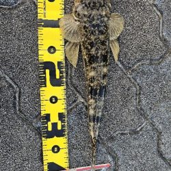 フラットフィッシュ