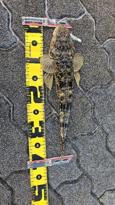 フラットフィッシュ