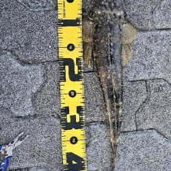 フラットフィッシュ