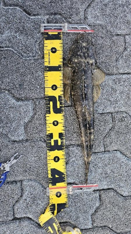 フラットフィッシュ