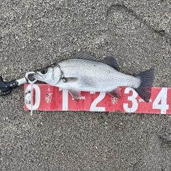 雨の中、ヒラセイゴをゲット！